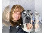 American Pit Bull Terrier Mix DOG FOR ADOPTION RGADN-1092311 - Sammie - American