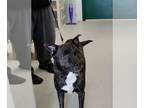 Akita-Border Collie Mix DOG FOR ADOPTION RGADN-1095203 - Bo - Akita / Border