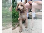 Poodle (Standard) DOG FOR ADOPTION RGADN-1102448 - Amy - Poodle (Standard)
