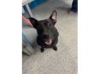 Adopt Lauryn Hill a Pit Bull Terrier