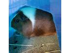 Adopt Candy and Mimi a Guinea Pig