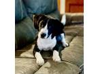 Adopt Patty a Beagle