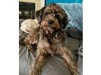 Adopt *pending Dandelion a Schnauzer