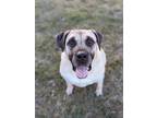 Adopt Bea a Mastiff