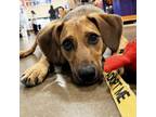 Adopt Sadie Pup: Ruby a Labrador Retriever, Shepherd