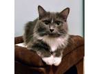 Adopt Bonnie (& Debbie) bonded a Russian Blue