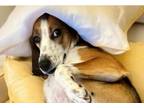 Adopt Cherry a Foxhound, Hound