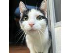 Adopt Mew a Domestic Short Hair