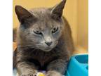 Adopt Greta a Domestic Short Hair