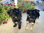 Adopt Daisy ***FOSTER HOME*** a Terrier, Shih Tzu