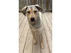 Adopt Willow a Husky