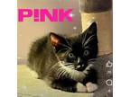 Adopt Kitten: P!nk *Featured at the Petco in Columbia, MD* a Domestic Short Hair