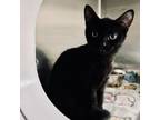 Adopt Sloane a Domestic Medium Hair