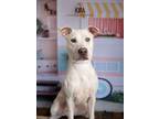 Adopt Kira a Labrador Retriever