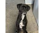 Adopt Lilith a Pug, Boxer