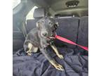 Adopt Dahlia a Border Collie