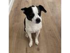 Adopt Bella a Boston Terrier