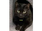 Adopt Anika a Domestic Short Hair