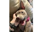 Adopt Kaida a Pit Bull Terrier