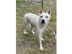 Adopt Rori a Husky, Mixed Breed