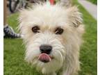 Adopt Chelsea- Mom a Norfolk Terrier, Terrier