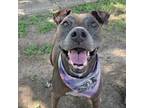Adopt Koriana a Pit Bull Terrier