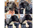 Adopt Rosie a Shepherd, Terrier