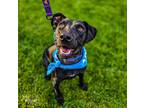 Adopt Rona a Pit Bull Terrier, Mixed Breed