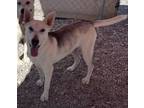 Adopt Dakota (Liberty P1) a Husky, German Shepherd Dog