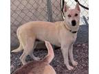 Adopt Liberty Mom a Husky, German Shepherd Dog