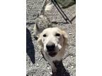 Adopt Nova (Liberty D2) a Husky, German Shepherd Dog