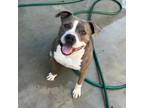 Adopt London a American Staffordshire Terrier