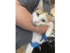 Adopt koko a Domestic Short Hair