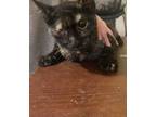 Adopt TeeTee a Domestic Short Hair