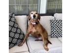 Adopt Pickles a Redbone Coonhound