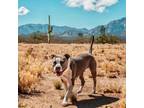 Adopt Baby a American Staffordshire Terrier, Mixed Breed