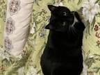 Adopt Arizona a Domestic Short Hair