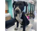 Adopt Ellie a Chocolate Labrador Retriever