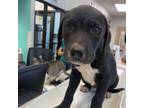 Adopt Emmy a Chocolate Labrador Retriever