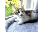 Adopt Baby Ruth a Domestic Short Hair