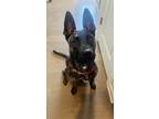 Adopt Eve a German Shepherd Dog, Pit Bull Terrier