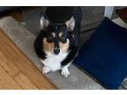 Missy Corgi Adult Female