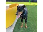Cesar Doberman Pinscher Adult Male