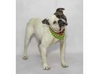 Pepper Boxer Young Female