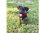 Adopt Miley a Plott Hound, Labrador Retriever