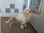 Nikki Poodle (Miniature) Senior Female