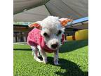 Puppy Chow Mixed Breed (Small) Senior Female
