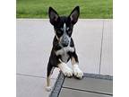 Ariel Husky Puppy Female