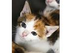 Anna Domestic Shorthair Kitten Female