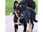 Mira Husky Puppy Female